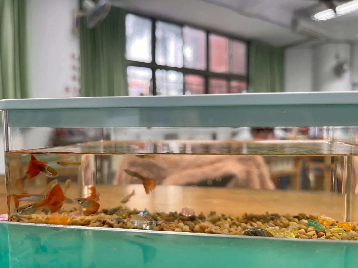 水夢同行生命教育實作：教室小型水族生態箱供學生觀察魚類與水質變化